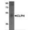 Calcium-binding and spermatid-specific protein 1 antibody, MBS150118, MyBioSource, Western Blot image 