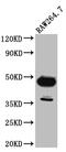 GATA Binding Protein 3 antibody, CSB-RA196111A0HU, Cusabio, Western Blot image 