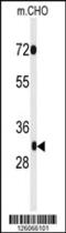 PHD Finger Protein 13 antibody, 61-777, ProSci, Western Blot image 
