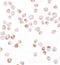 TGFB1-Induced Anti-Apoptotic Factor 1 antibody, LS-C201076, Lifespan Biosciences, Immunocytochemistry image 