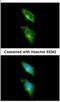 G Protein-Coupled Receptor 82 antibody, NBP2-16725, Novus Biologicals, Immunocytochemistry image 
