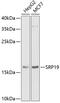 Signal recognition particle 19 kDa protein antibody, GTX33519, GeneTex, Western Blot image 