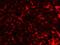 Transmembrane Protein 38B antibody, NBP1-77093, Novus Biologicals, Immunofluorescence image 