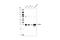 Insulin Like Growth Factor Binding Protein 1 antibody, 31025S, Cell Signaling Technology, Western Blot image 