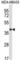 Surfactant Protein D antibody, abx027729, Abbexa, Western Blot image 