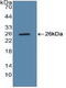 Cycb antibody, LS-C373128, Lifespan Biosciences, Western Blot image 