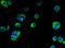 Transmembrane Protein 222 antibody, A61402-100, Epigentek, Immunofluorescence image 