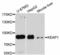 Kelch Like ECH Associated Protein 1 antibody, LS-C331712, Lifespan Biosciences, Western Blot image 