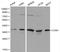 Cyclin H antibody, LS-C192320, Lifespan Biosciences, Western Blot image 