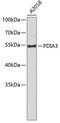 Protein Disulfide Isomerase Family A Member 3 antibody, 13-040, ProSci, Western Blot image 