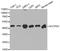 Saccharopine Dehydrogenase (Putative) antibody, A2148, ABclonal Technology, Western Blot image 
