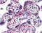 40S ribosomal protein S7 antibody, 51-504, ProSci, Immunohistochemistry frozen image 