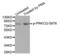 Protein Kinase C Theta antibody, LS-C335914, Lifespan Biosciences, Western Blot image 