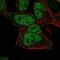 GTase antibody, NBP1-83281, Novus Biologicals, Immunofluorescence image 