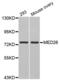 Mediator Complex Subunit 26 antibody, abx002395, Abbexa, Western Blot image 