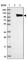 ALS2 C-Terminal Like antibody, HPA048301, Atlas Antibodies, Western Blot image 