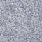 Myelin Oligodendrocyte Glycoprotein antibody, AMAb91067, Atlas Antibodies, Immunohistochemistry frozen image 