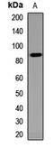 LIM Domain And Actin Binding 1 antibody, LS-C668763, Lifespan Biosciences, Western Blot image 