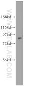 DEAH-Box Helicase 15 antibody, 12265-1-AP, Proteintech Group, Western Blot image 