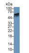 TNF Receptor Superfamily Member 11a antibody, LS-C710967, Lifespan Biosciences, Western Blot image 