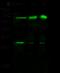 RAB9A, Member RAS Oncogene Family antibody, 100671-T32, Sino Biological, Western Blot image 