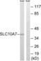 Solute Carrier Family 10 Member 7 antibody, LS-C120402, Lifespan Biosciences, Western Blot image 