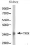 Triggering Receptor Expressed On Myeloid Cells 1 antibody, LS-C192633, Lifespan Biosciences, Western Blot image 