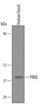 SEC12 antibody, AF5557, R&D Systems, Western Blot image 