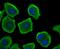 Nuclear Factor Of Activated T Cells 1 antibody, NBP2-66973, Novus Biologicals, Immunofluorescence image 