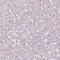 PODXL antibody, AMAb90644, Atlas Antibodies, Immunohistochemistry frozen image 