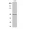 KIAA1427 antibody, LS-C386245, Lifespan Biosciences, Western Blot image 