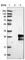 GTPase, IMAP Family Member 2 antibody, HPA013589, Atlas Antibodies, Western Blot image 