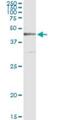 Cytokine Receptor Like Factor 1 antibody, H00009244-M01, Novus Biologicals, Immunoprecipitation image 