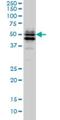 GATA Binding Protein 2 antibody, H00002624-M02, Novus Biologicals, Western Blot image 