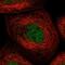 Kelch Domain Containing 3 antibody, NBP1-85198, Novus Biologicals, Immunofluorescence image 