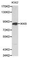 Inhibitor Of Nuclear Factor Kappa B Kinase Subunit Beta antibody, STJ24151, St John