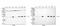 Transcription Factor A, Mitochondrial antibody, PB9447, Boster Biological Technology, Western Blot image 