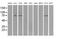 Tubulin Tyrosine Ligase Like 12 antibody, MA5-25018, Invitrogen Antibodies, Western Blot image 