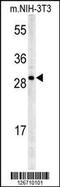 Potassium Channel Tetramerization Domain Containing 21 antibody, 61-916, ProSci, Western Blot image 