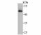 Flotillin 1 antibody, A04517, Boster Biological Technology, Western Blot image 