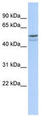 DMRT Like Family A1 antibody, TA331777, Origene, Western Blot image 