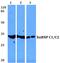 Heterogeneous Nuclear Ribonucleoprotein C (C1/C2) antibody, PA5-75278, Invitrogen Antibodies, Western Blot image 