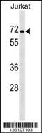 Proline Dehydrogenase 2 antibody, 58-609, ProSci, Western Blot image 