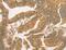 BCL2 Like 14 antibody, MBS2521634, MyBioSource, Immunohistochemistry paraffin image 