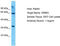 Olfactory Receptor Family 8 Subfamily K Member 5 antibody, TA332333, Origene, Western Blot image 