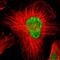 RNA Binding Motif Protein 39 antibody, HPA001591, Atlas Antibodies, Immunofluorescence image 