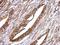 RuvB Like AAA ATPase 1 antibody, NBP2-20245, Novus Biologicals, Immunohistochemistry frozen image 