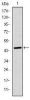 Apolipoprotein B-100 antibody, NBP2-37598, Novus Biologicals, Western Blot image 