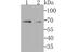 Golgi Reassembly Stacking Protein 1 antibody, A05896, Boster Biological Technology, Western Blot image 