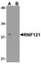Ring Finger Protein 121 antibody, LS-B13088, Lifespan Biosciences, Western Blot image 